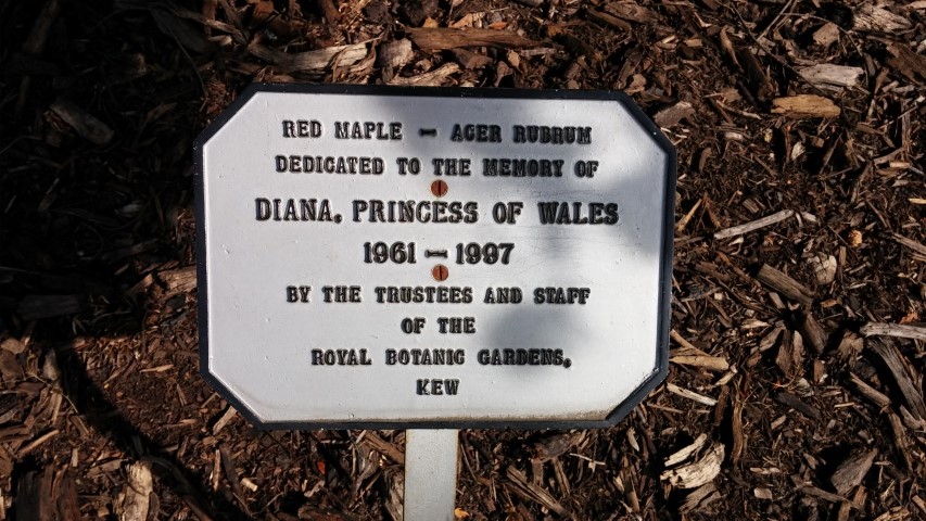 Acer rubrum plantplacesimage20150704_170655.jpg