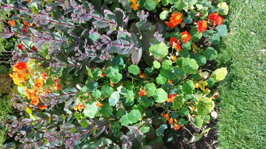 Tropaeolum spp plantplacesimage20150705_121031.jpg