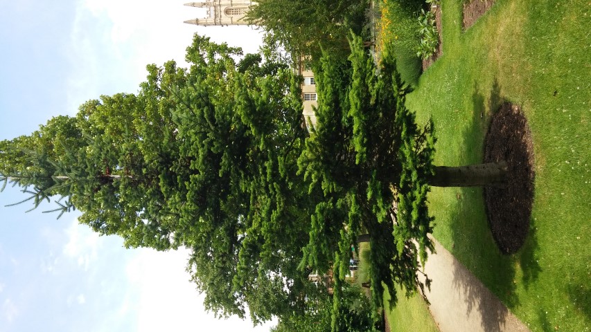 Abies balsamea plantplacesimage20150705_130349.jpg