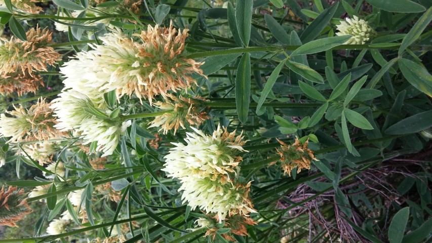Trifolium ochroleucum plantplacesimage20150705_140929.jpg