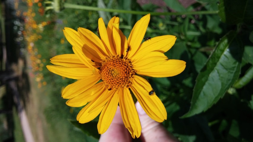 Helianthus atrorubens plantplacesimage20150705_142135.jpg