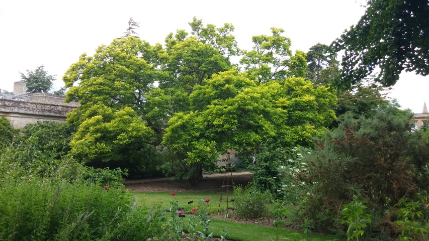 Magnolia x soulangeana plantplacesimage20150705_143906.jpg