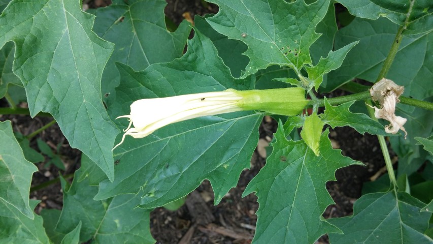 Datura stramonium plantplacesimage20150705_144922.jpg