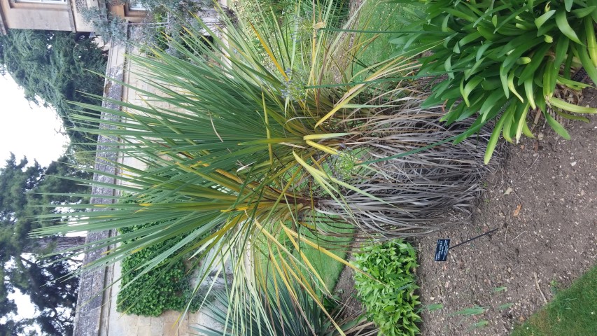 Cordyline australis plantplacesimage20150705_151940.jpg