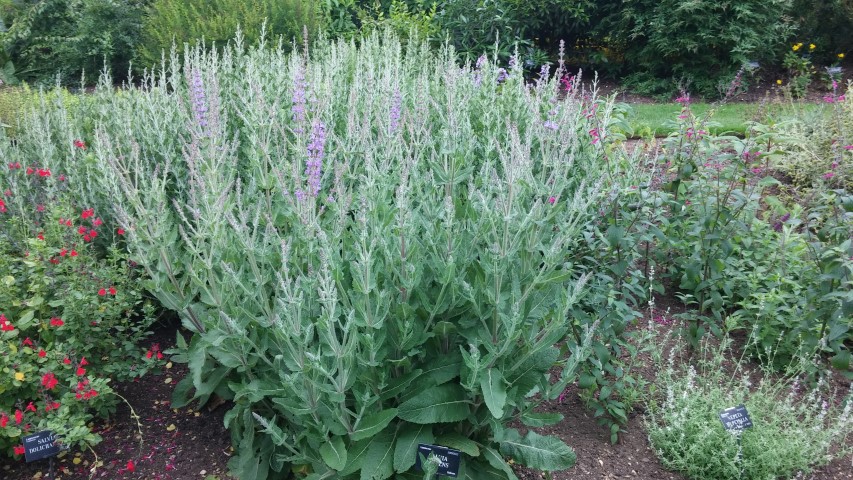 Salvia ringens plantplacesimage20150705_153058.jpg