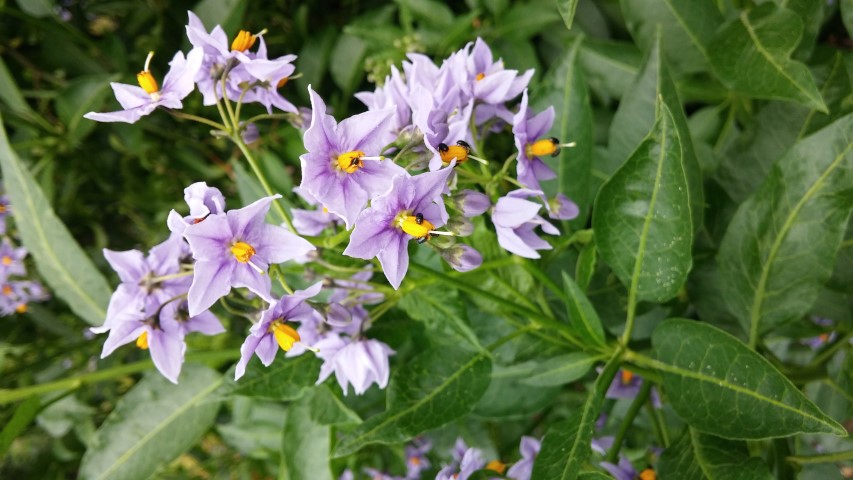 Solanum crispum plantplacesimage20150705_154511.jpg
