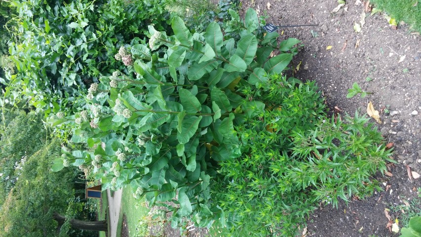 Asclepias syriaca plantplacesimage20150705_154615.jpg