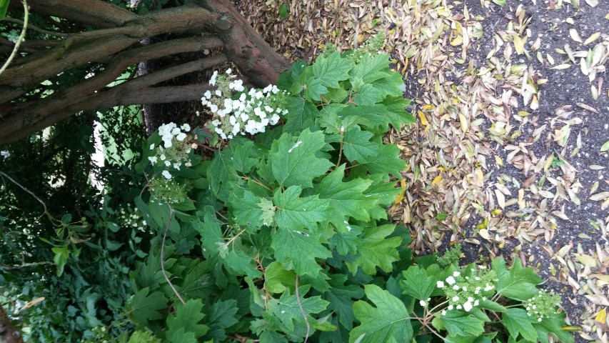 Hydrangea quercifolia plantplacesimage20150705_155042.jpg