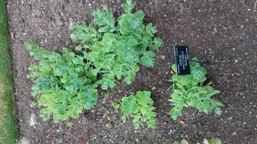 Sedum spectabile plantplacesimage20150705_160049.jpg