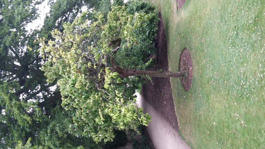 Mespilus germanica plantplacesimage20150705_160201.jpg