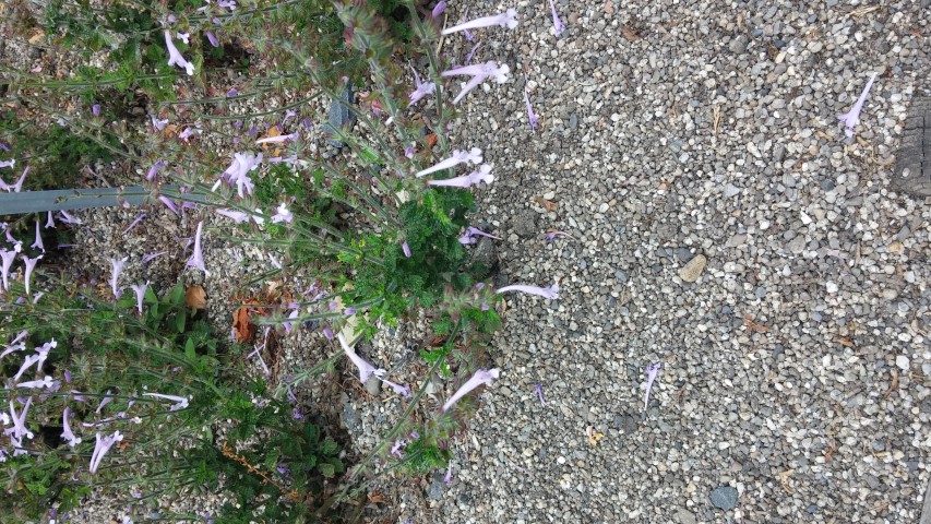 Salvia aurita plantplacesimage20150707_132239.jpg