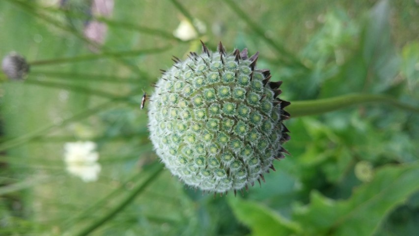 Silphium perfoliatum plantplacesimage20150707_135646.jpg