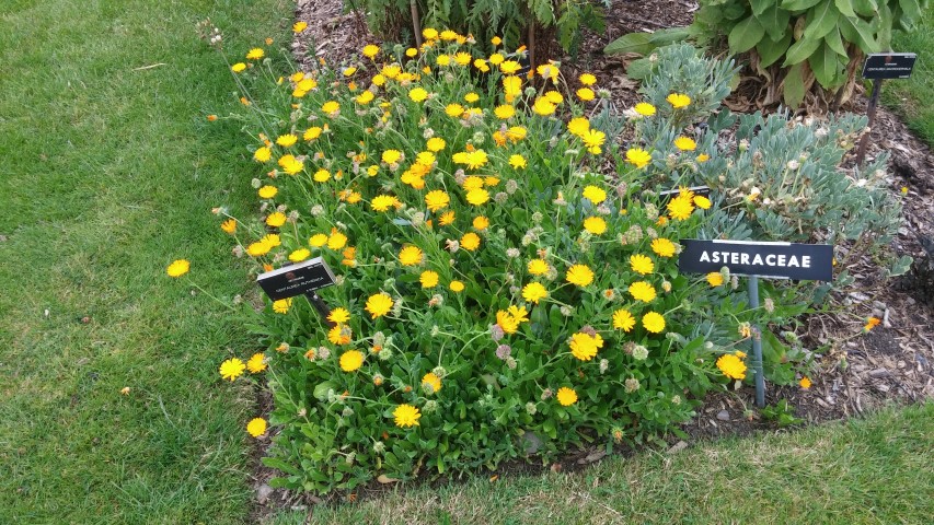 Centaurea ruthenica plantplacesimage20150707_135907.jpg