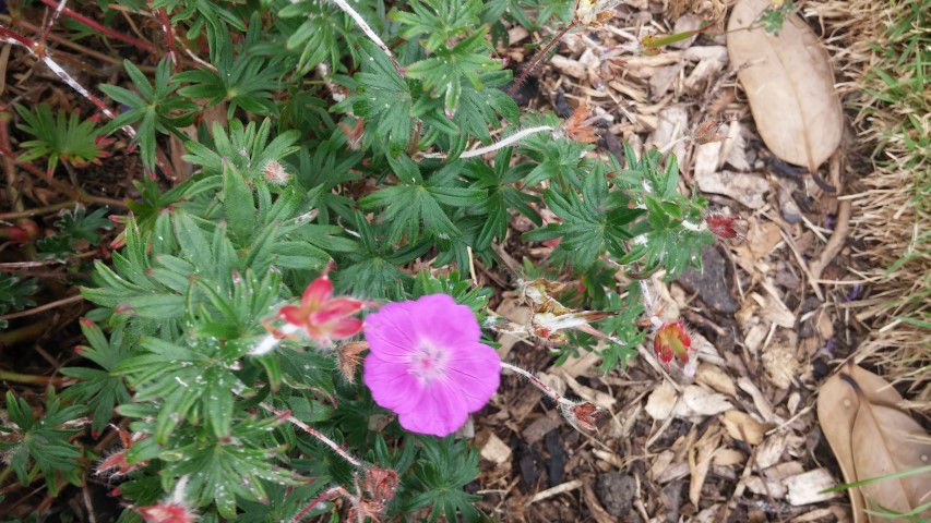 Geranium sanguineum plantplacesimage20150707_142248.jpg