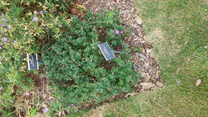 Geranium sanguineum plantplacesimage20150707_142312.jpg