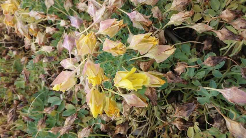 Tropaeolum polyphyllum plantplacesimage20150707_142422.jpg