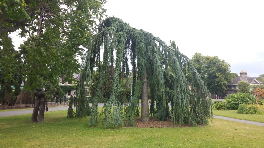 Cedrus atlantica plantplacesimage20150707_143509.jpg