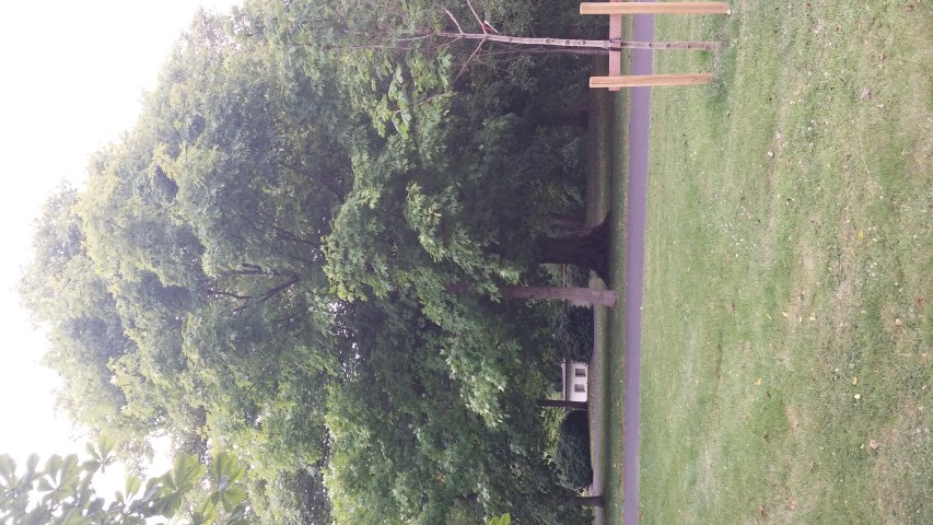 Acer macrophyllum plantplacesimage20150707_152550.jpg