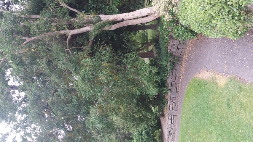 Azara microphylla plantplacesimage20150707_154709.jpg