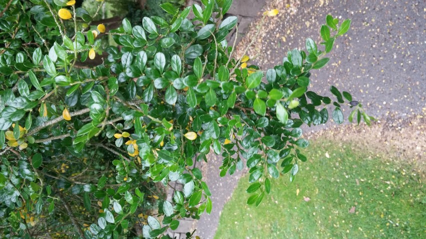 Azara microphylla plantplacesimage20150707_154722.jpg