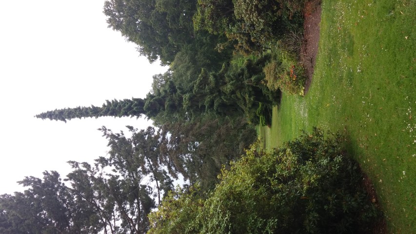 Picea omorika plantplacesimage20150707_160201.jpg