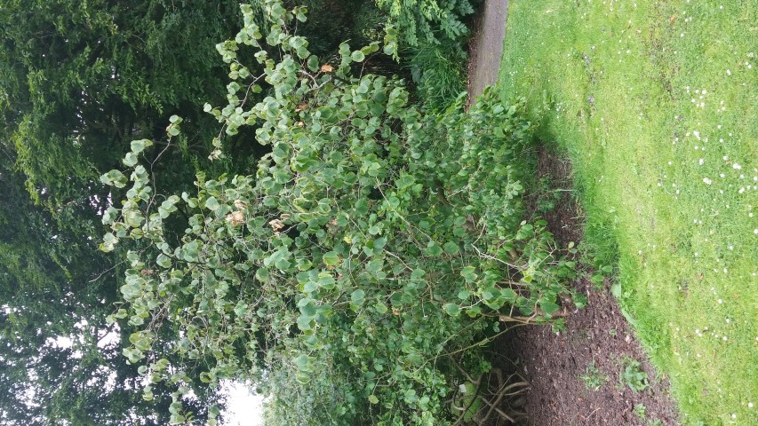 Hamamelis mollis plantplacesimage20150707_160514.jpg