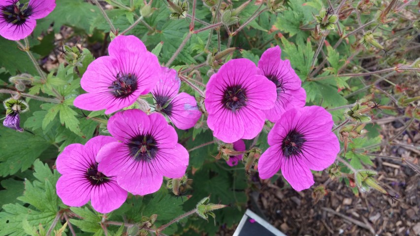Geranium psilostemon plantplacesimage20150707_161908.jpg