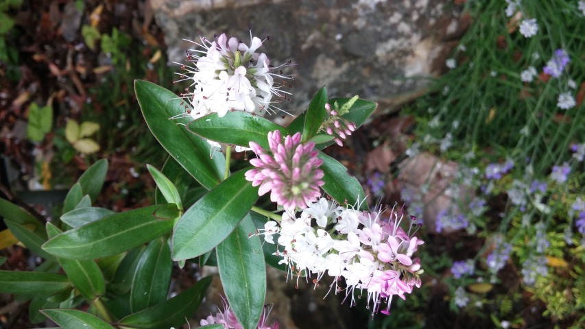 Hebe  plantplacesimage20150707_162222.jpg