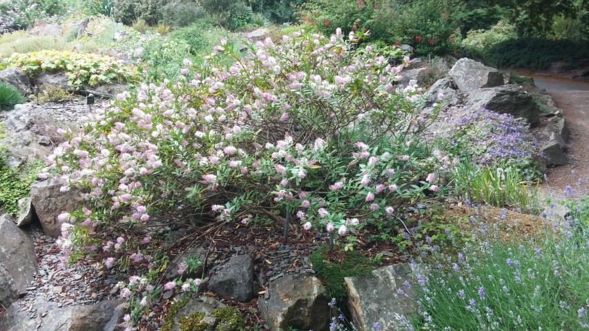 Hebe  plantplacesimage20150707_162242.jpg