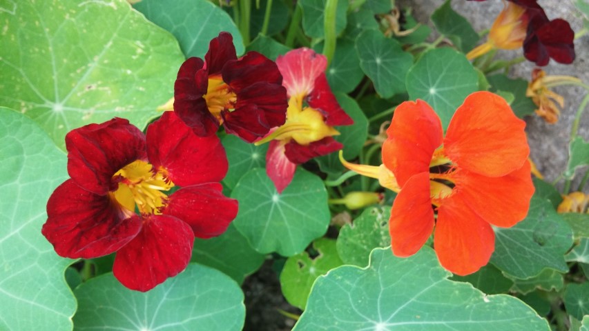 Tropaeolum spp plantplacesimage20150707_162539.jpg