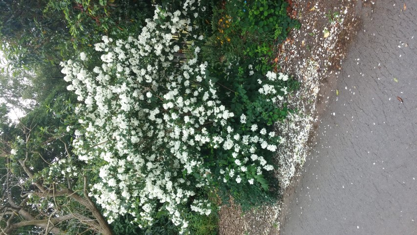 Philadelphus  plantplacesimage20150707_163934.jpg