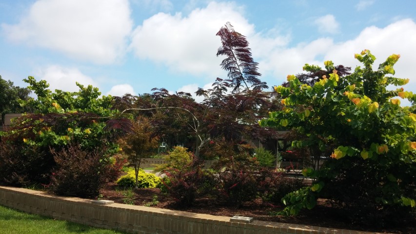 Albizia julibrissin plantplacesimage20150808_132627.jpg