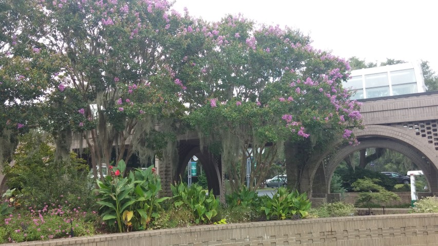 Lagerstroemia indica x fauriei plantplacesimage20150808_133729.jpg