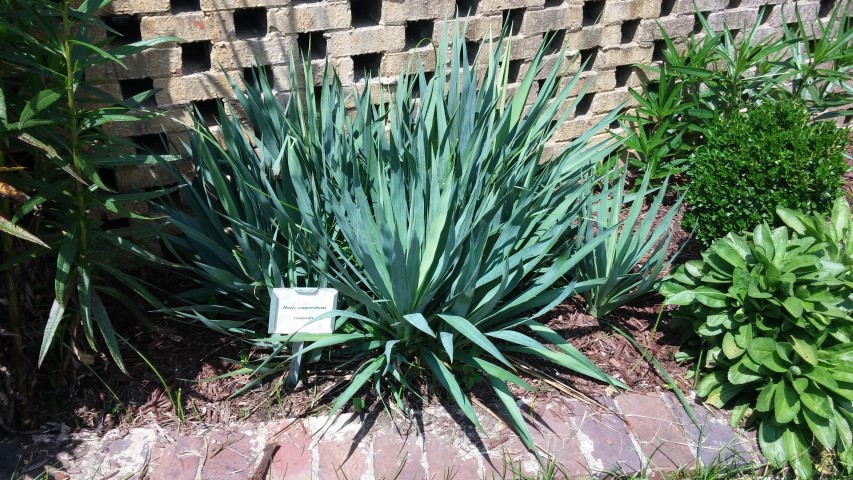 Iberis sempervirens plantplacesimage20150808_145012.jpg