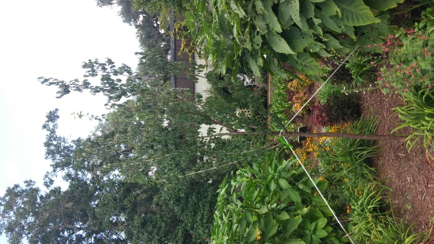 Prunus mume plantplacesimage20150808_145542.jpg