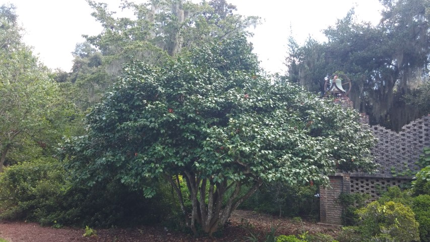 Camellia japonica plantplacesimage20150808_150857.jpg