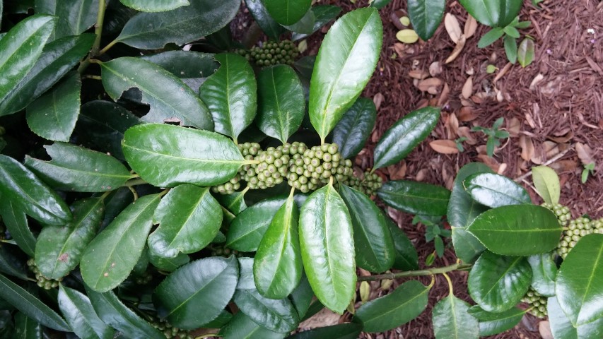 ilex latifolia plantplacesimage20150808_151835.jpg