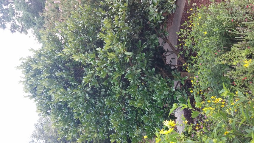 ilex latifolia plantplacesimage20150808_151846.jpg