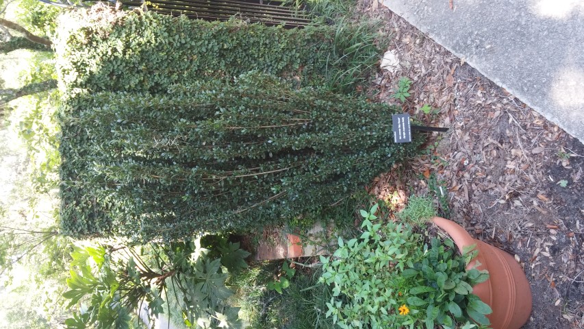Ilex crenata plantplacesimage20150808_153155.jpg