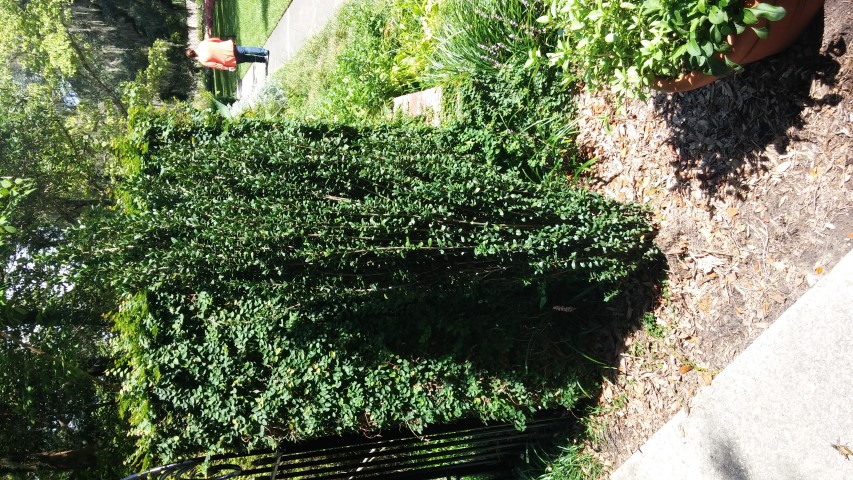 Ilex crenata plantplacesimage20150808_153205.jpg