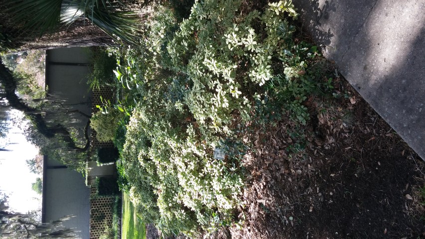 Pittosporum tobira plantplacesimage20150808_153837.jpg