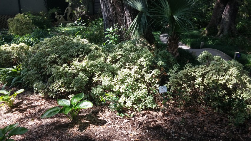 Pittosporum tobira plantplacesimage20150808_153906.jpg