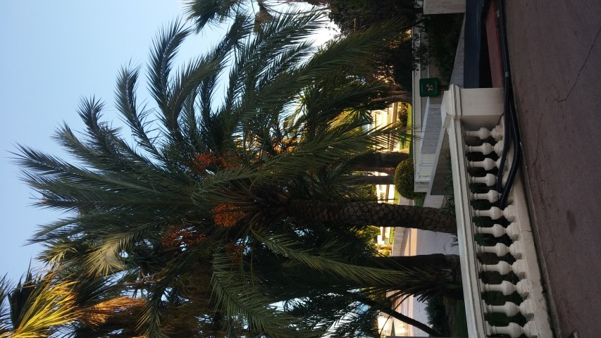 Phoenix dactylifera plantplacesimage20151011_170531.jpg