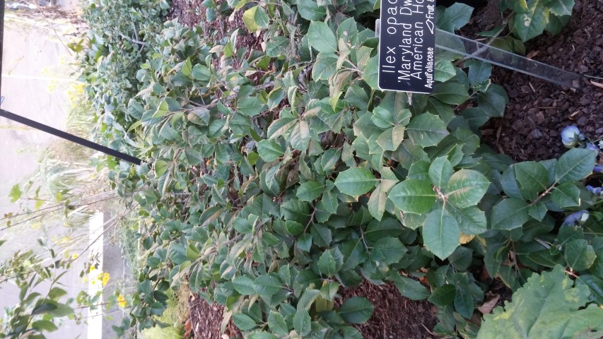 Ilex opaca plantplacesimage20151017_175234.jpg