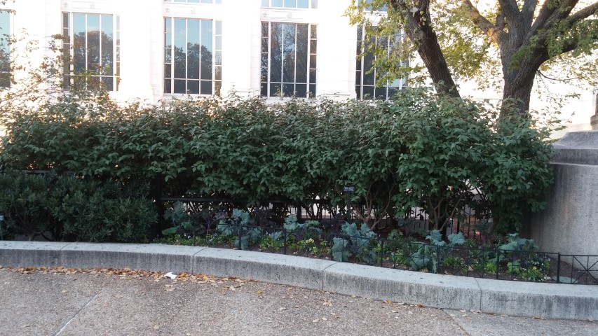 Viburnum x burkwoodii plantplacesimage20151017_175716.jpg