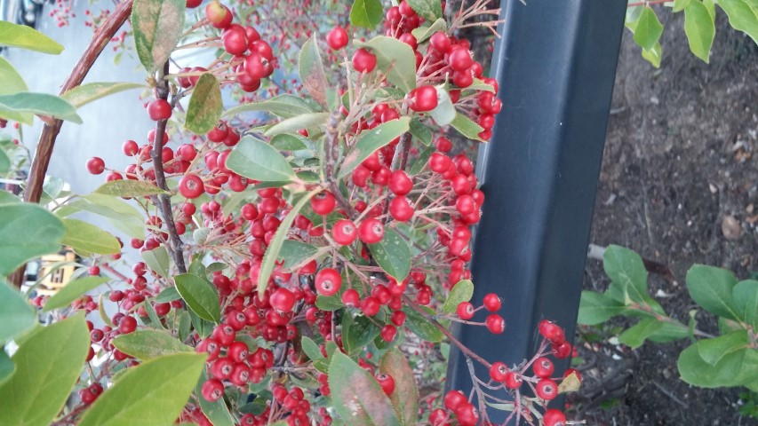 Aronia arbutifolia plantplacesimage20151017_180446.jpg