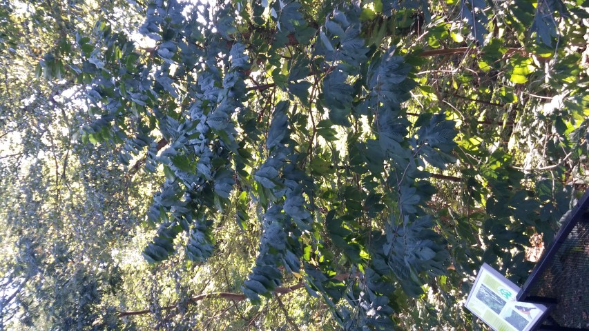 Asimina triloba plantplacesimage20151018_110235.jpg