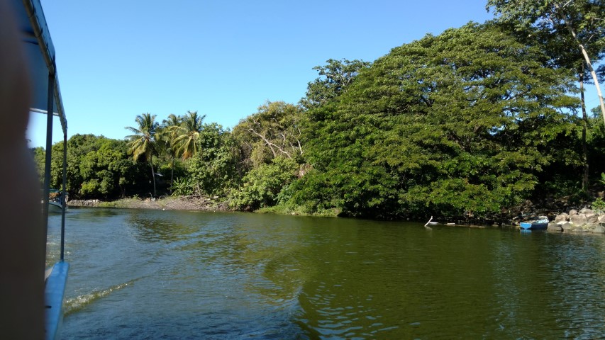 Picture of Mangifera indica  Mango