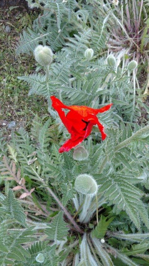 Stylophorum diphyllum plantplacesimage20151226_181559.jpg