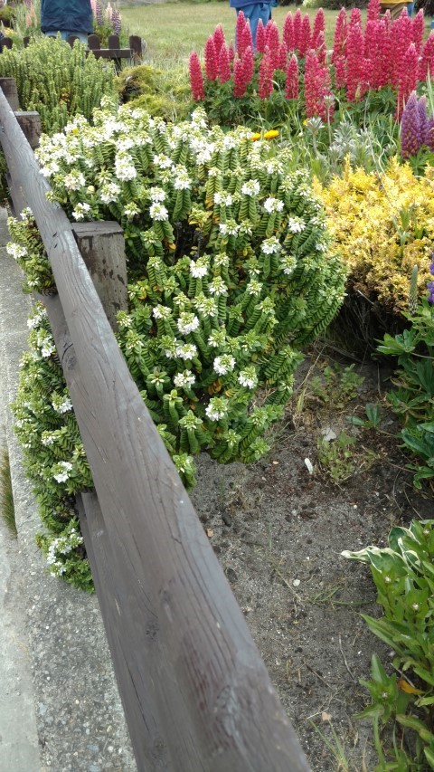 Veronica elliptica plantplacesimage20151228_131641.jpg